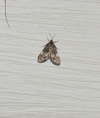 Elophila obliteralis