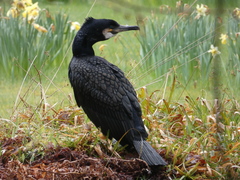 Phalacrocorax carbo carbo