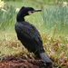 North Atlantic Great Cormorant - Photo (c) Nick Lambert, some rights reserved (CC BY-NC-SA), uploaded by Nick Lambert