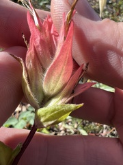 Castilleja miniata miniata