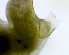 Apheloriini
