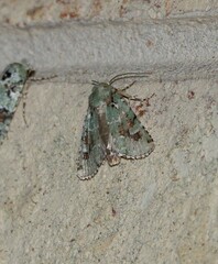 Lacinipolia laudabilis