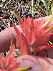 Castilleja miniata miniata