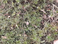 Atrichum undulatum