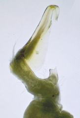Apheloriini
