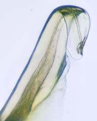 Apheloriini