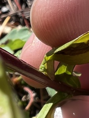 Castilleja miniata miniata
