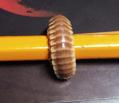 Apheloriini