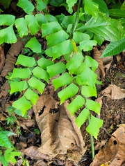Adiantum trapeziforme