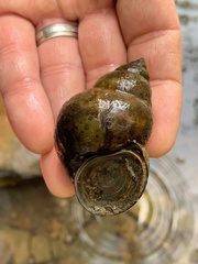 Cipangopaludina chinensis