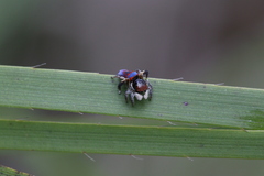 Maratus gemmifer