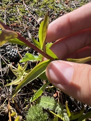 Castilleja miniata miniata