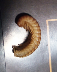 Apheloriini