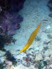 Aulostomus chinensis