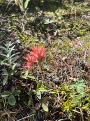 Castilleja miniata miniata