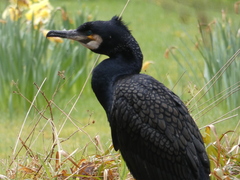 Phalacrocorax carbo carbo
