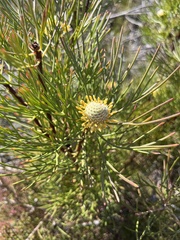 Isopogon anethifolius