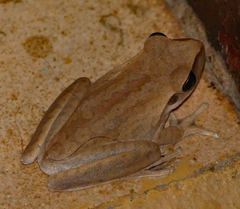 Boana raniceps
