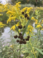 Scirpus atrovirens