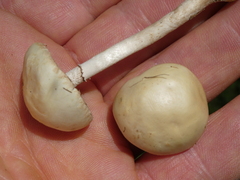 Stropharia coronilla