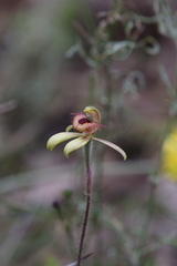 Caladenia discoidea