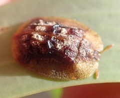 Notosacantha monilicornis