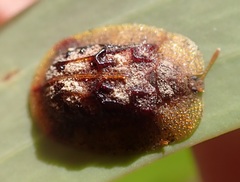 Notosacantha monilicornis