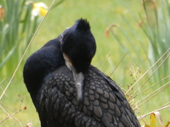 Phalacrocorax carbo carbo