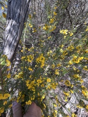 Dillwynia floribunda