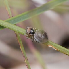 Maratus gemmifer