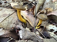 Craterellus lutescens