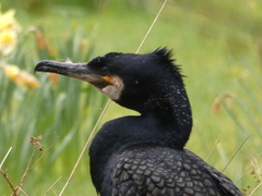 Phalacrocorax carbo carbo