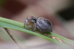 Maratus gemmifer