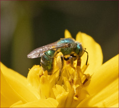 Agapostemon texanus