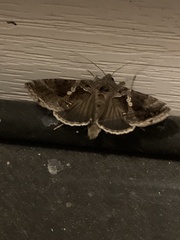 Chrysodeixis includens