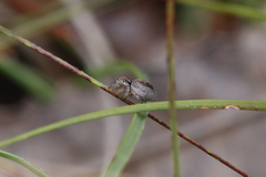 Maratus gemmifer