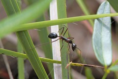 Camponotus johnclarki