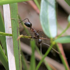 Camponotus johnclarki