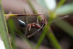 Camponotus johnclarki