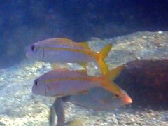 Mulloidichthys vanicolensis