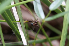 Camponotus johnclarki