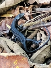 Emoia nigra