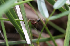 Camponotus johnclarki