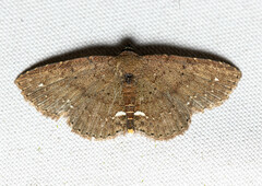 Nechesia albotentata