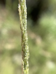 Sporobolus contractus