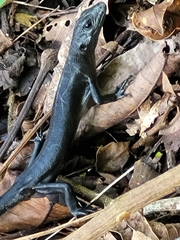 Emoia nigra
