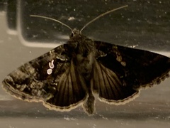 Chrysodeixis includens