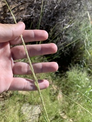 Sporobolus contractus