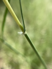 Sporobolus contractus