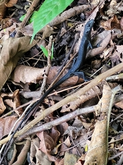 Emoia nigra